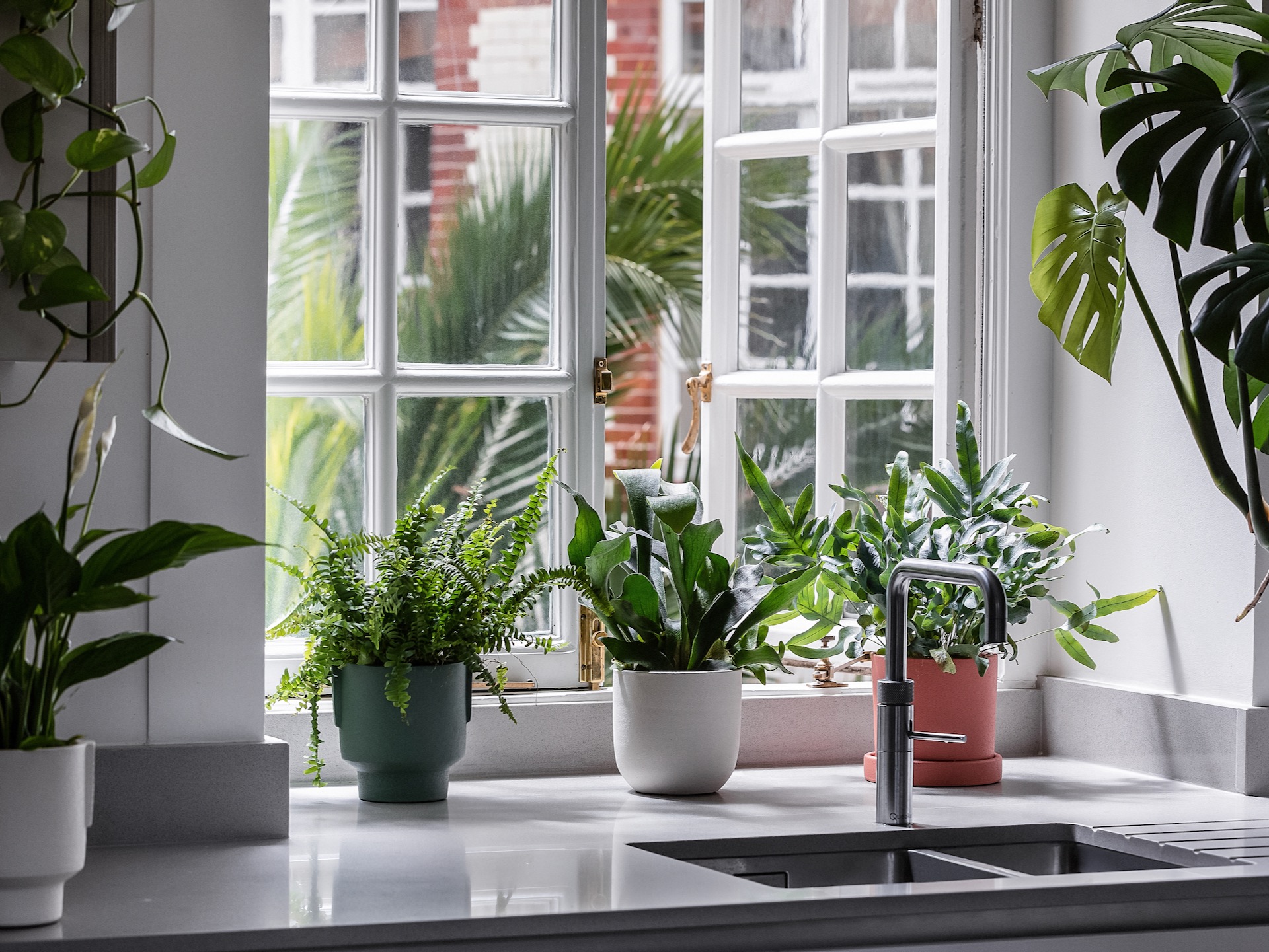 A trio of humidity-loving ferns on a kitchen windowsill