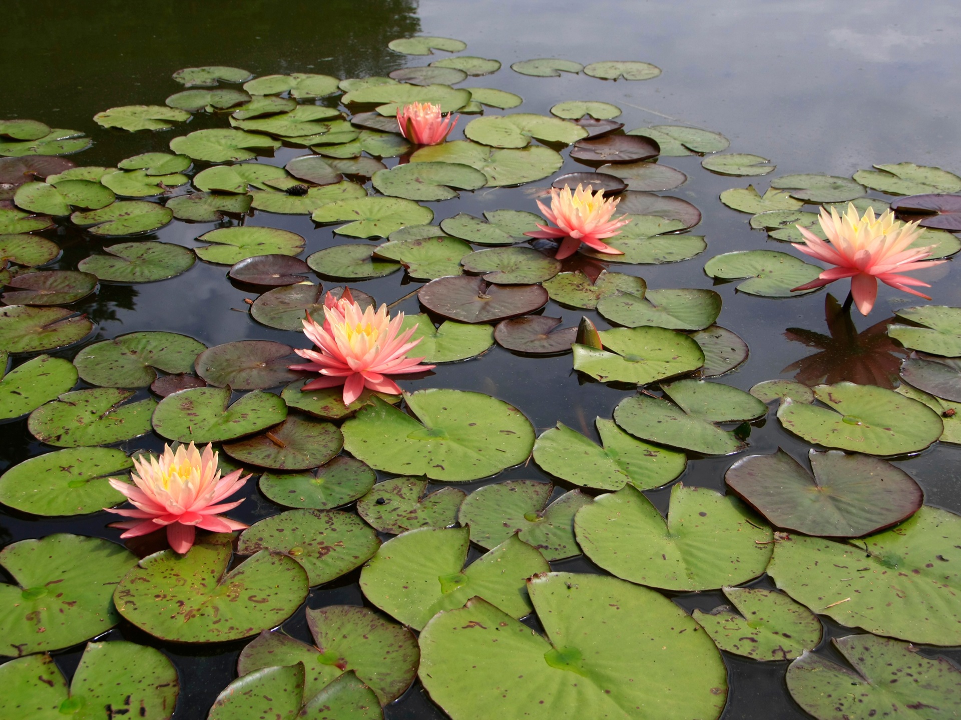 waterlillies in large pond