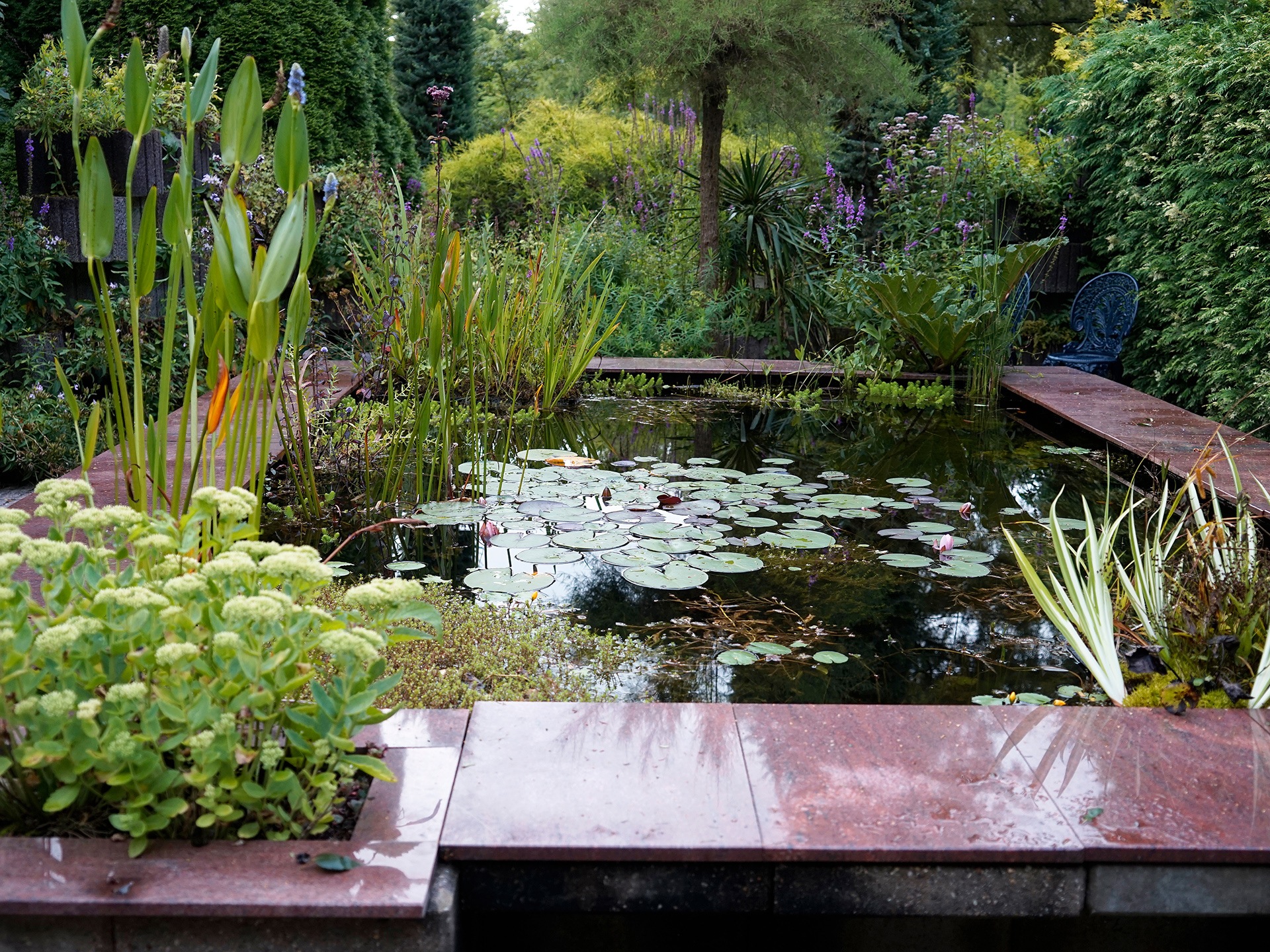 small pond with many plants making an affective cosy look