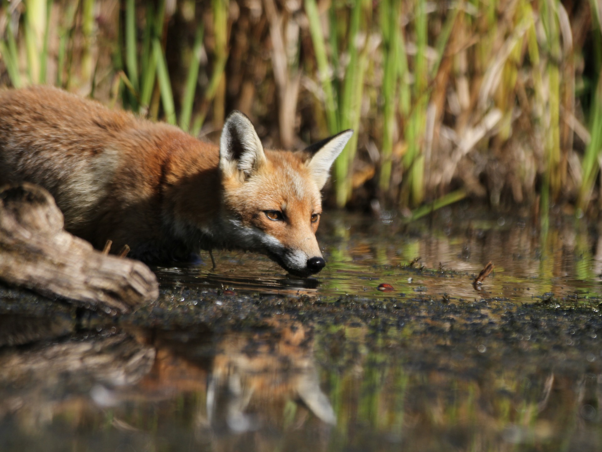 fox grazing over pond water