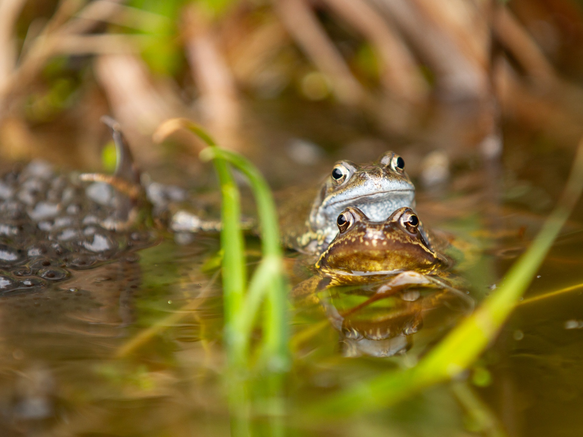 Frogs and toads Image credit: Sean