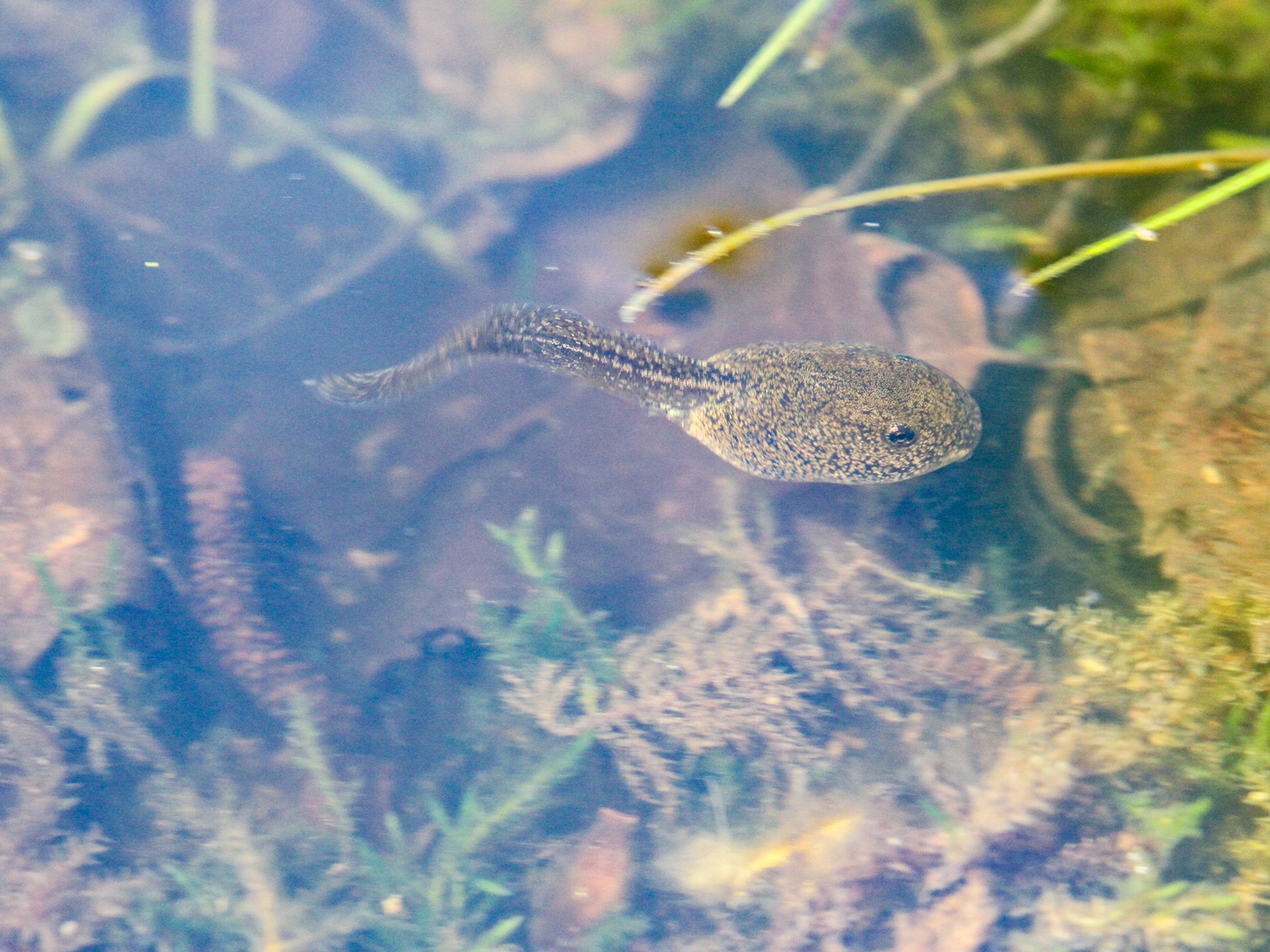 fish swimming in pond