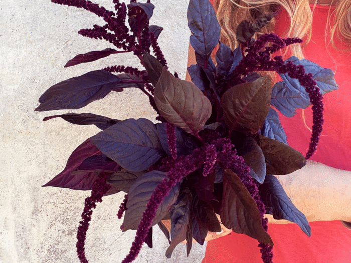 Dark red Amaranth is an edible from which you can harvest the leaves like spinach