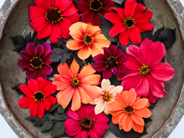 Colourful dahlias contain various nutrients and are ideal in an edimental garden