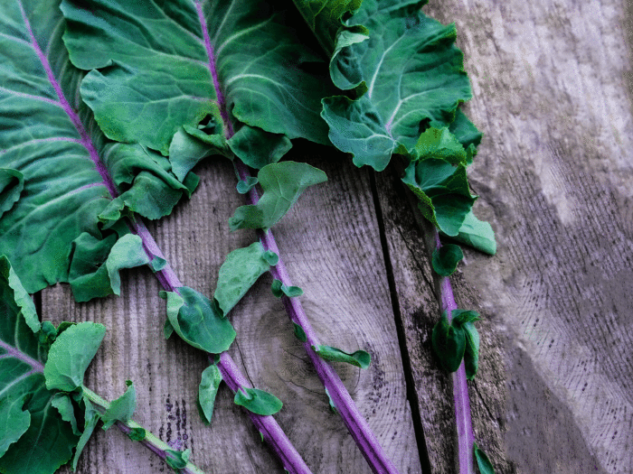 With dark green and purple leaves kale cottagers are a hardy variation of kale