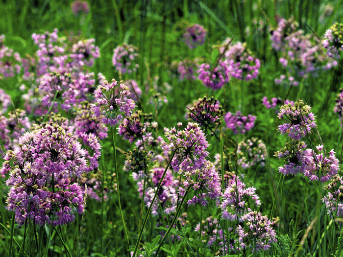 Nodding onion adds colour and flavour to your garden