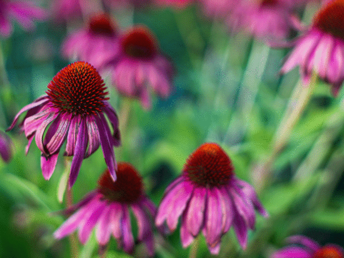 Ideal pollinators, echinacea are beautiful and easy to grow