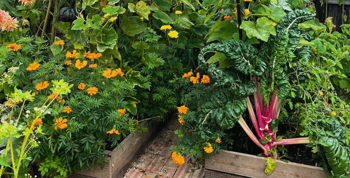 Incorporating edibles into the mix in your garden enables you to both enjoy their beauty and harvest the food to feed your family.