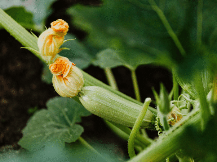 Courgettes have an edible flower that is delicious