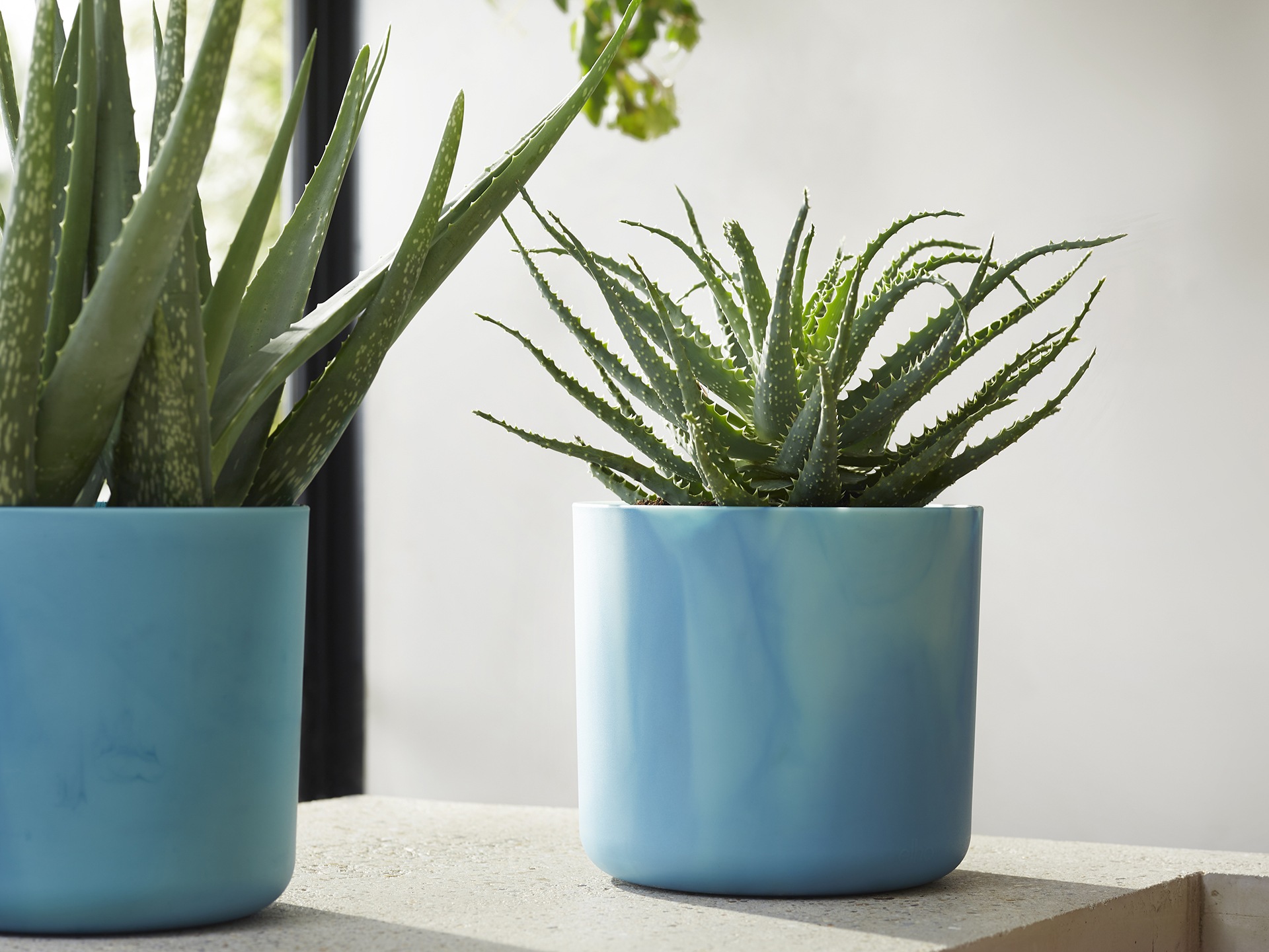 blue plant pots containing cacti