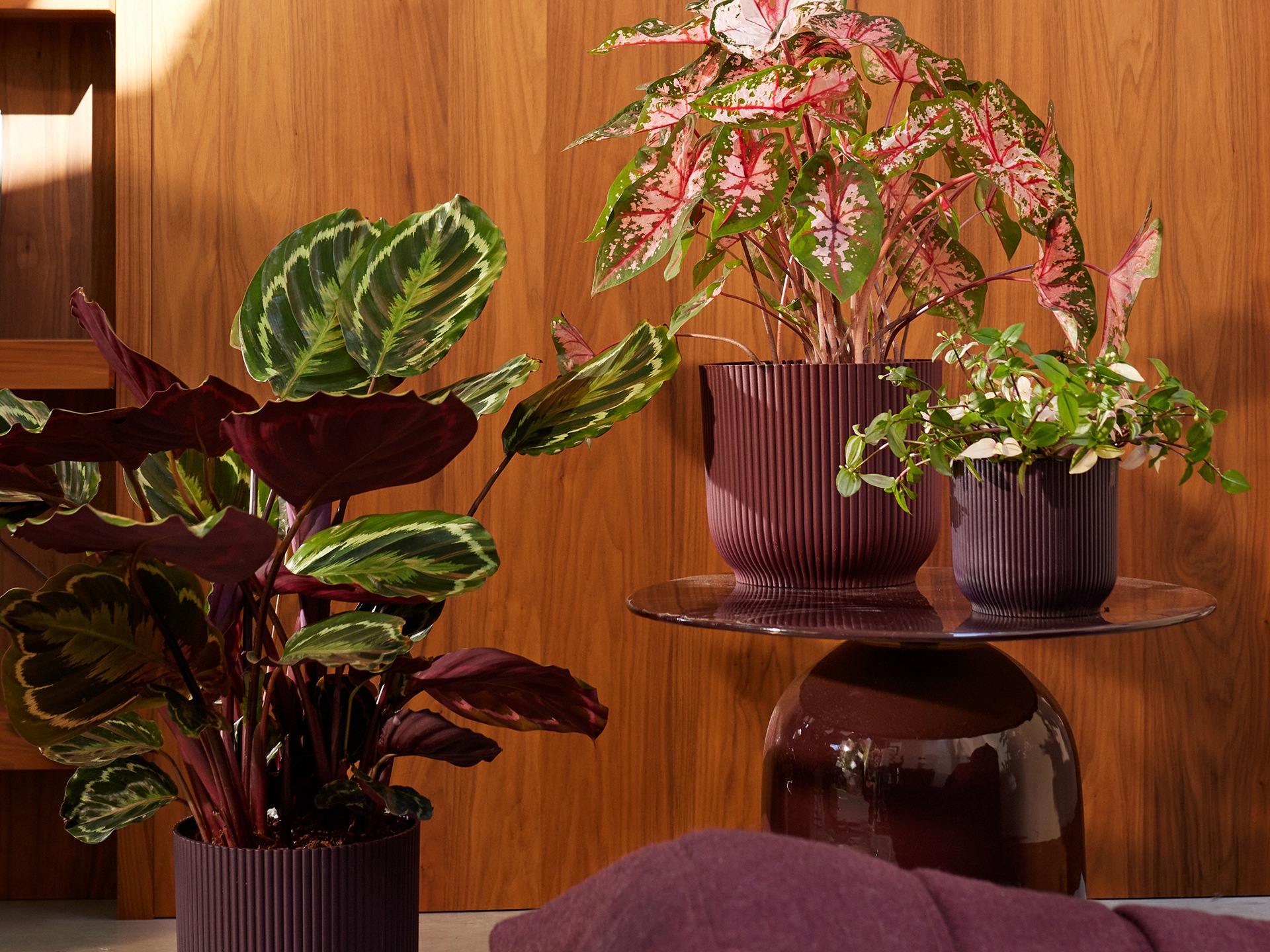 Decorative purple and brown pots with plants in