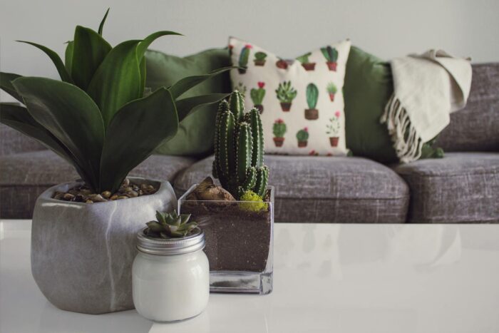 sofa and plant decor